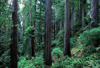 Trees in California's Redwood National Park