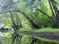 Green trees overhanging New Jersey's Batsto River