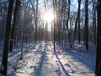 The sun rises in a forest in Connecticut