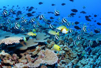 French Frigate Shoals in Hawaii