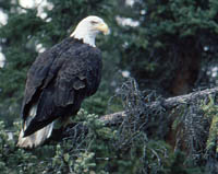 A bald eagle, America's national bird